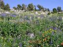 Wildflowers.